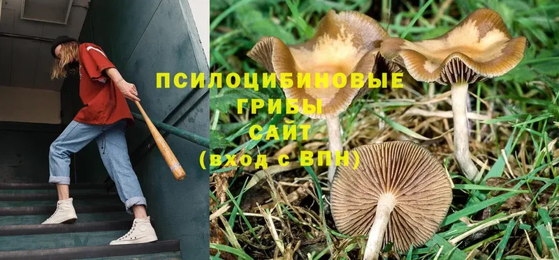 Галлюциногенные грибы Psilocybine cubensis  Балей 